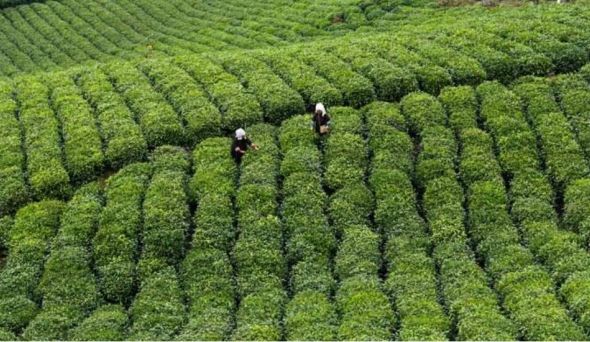 春茶集中上市 茶叶过度包装引发行业关注